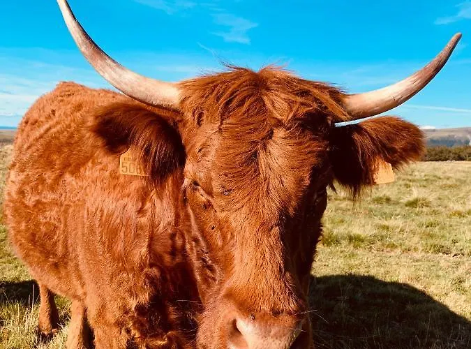 Maison Avec Jardin * Salers